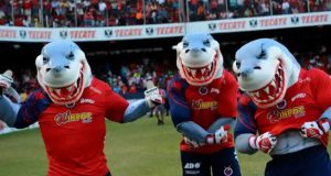 Hay 33 Tiburones Rojos del Veracruz