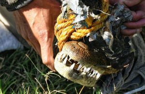 Atrapan cocodrilo en Ciudad Victoria, Tamaulipas