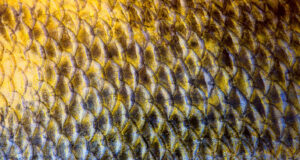 Joven de 17 años crea plástico biodegradable revolucionario a partir de escamas de pescado