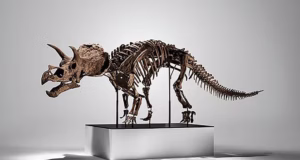 Esqueleto de joven triceratops se vende por 5.3 millones de dólares en Nueva York