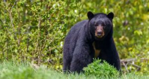 Nuevo León se integra al equipo norteamericano de expertos en conservación del oso negro