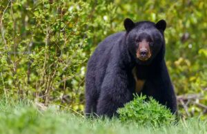 Nuevo León se integra al equipo norteamericano de expertos en conservación del oso negro