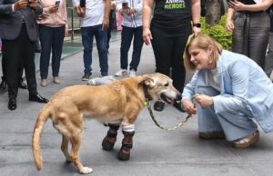 Avanza en el Senado la Ley Pay de Limón para castigar con mayor dureza el maltrato animal