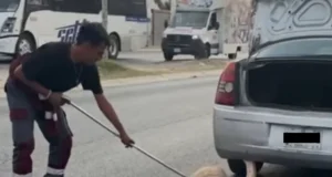 Hallan pitón de más de dos metros escondida en un auto en Zuazua