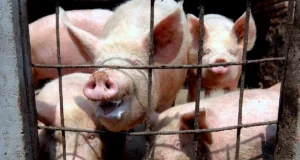 Alerta por Brote de Peste Porcina Africana en España Amenaza Exportaciones