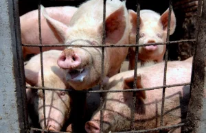 Alerta por Brote de Peste Porcina Africana en España Amenaza Exportaciones