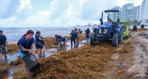 Tulum y sector hotelero activan estrategia urgente contra el sargazo