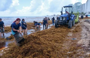Tulum y sector hotelero activan estrategia urgente contra el sargazo