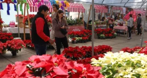 La nochebuena impulsa el campo capitalino con derrama de 98 millones de pesos