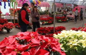 La nochebuena impulsa el campo capitalino con derrama de 98 millones de pesos