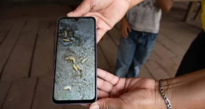 Detectan en Edomex el primer caso de gusano barrenador en ganado