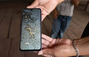 Detectan en Edomex el primer caso de gusano barrenador en ganado