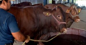 Primer caso de gusano barrenador en Tamaulipas complica exportaciones de ganado a EU