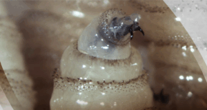 Gobierno activa emergencia nacional por gusano barrenador en ganado y mascotas