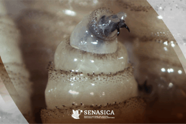 GOBIERNO PLAN DE EMERGENCIA GUSANO BARRENADOR