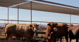 Confirman tercer caso de gusano barrenador en NL; ganaderos piden mantener cierre preventivo