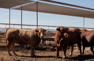Confirman tercer caso de gusano barrenador en NL; ganaderos piden mantener cierre preventivo