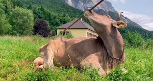 Vaca asombra a la ciencia al usar herramientas