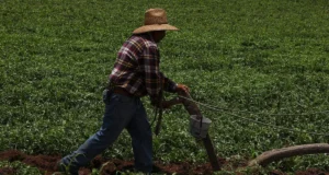 Caída del sector agropecuario frena la actividad económica en noviembre