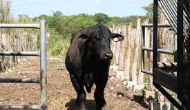 Yucatán refuerza medidas contra gusano barrenador en animales domésticos y de producción