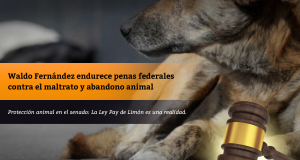 Waldo Fernández endurece penas federales contra el maltrato y abandono animal
