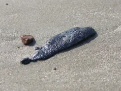 Derrame de hidrocarburo afecta 230 km de costa entre Veracruz y Tabasco