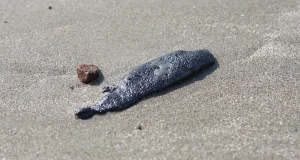 Derrame de hidrocarburo afecta 230 km de costa entre Veracruz y Tabasco