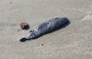 Derrame de hidrocarburo afecta 230 km de costa entre Veracruz y Tabasco