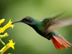 Santuario en el semidesierto: Querétaro consolida refugio para colibríes