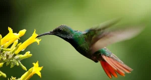 Santuario en el semidesierto: Querétaro consolida refugio para colibríes