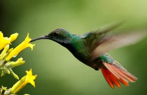 Santuario en el semidesierto: Querétaro consolida refugio para colibríes