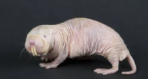 Transfieren gen de rata topo a ratones y logran retrasar su envejecimiento