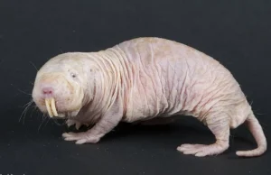 Transfieren gen de rata topo a ratones y logran retrasar su envejecimiento