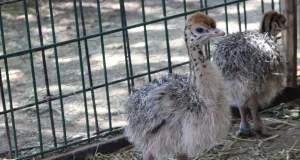 El Zoológico de León celebra el nacimiento de cuatro avestruces