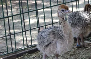 El Zoológico de León celebra el nacimiento de cuatro avestruces