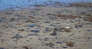 Operativo en el Golfo de México alcanza las 740 toneladas de residuos recolectados
