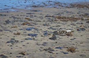 Operativo en el Golfo de México alcanza las 740 toneladas de residuos recolectados