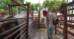 Aumentan casos a 118 de miasis a por gusano barrenador en México