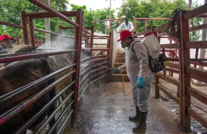 Aumentan casos a 118 de miasis a por gusano barrenador en México