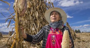 Sader destina 1.9 mil mdp para pago a pequeños productores de maíz