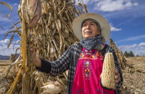 Sader destina 1.9 mil mdp para pago a pequeños productores de maíz