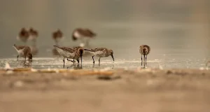 Aumenta el número de especies en peligro de extinción: ONU declara estrategias para su protección