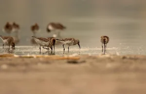 Aumenta el número de especies en peligro de extinción: ONU declara estrategias para su protección