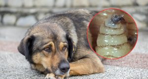 Alarma en Campeche: Casos de gusano barrenador en perros suben un 7650%