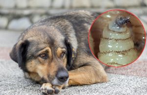 Alarma en Campeche: Casos de gusano barrenador en perros suben un 7650%