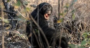 Guerra civil en el mundo animal: Científicos documentan ruptura letal entre chimpancés