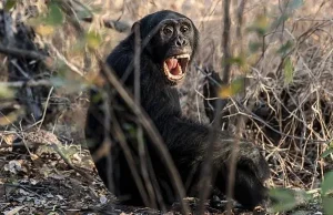 Guerra civil en el mundo animal: Científicos documentan ruptura letal entre chimpancés