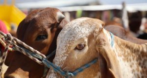 Escudo fitosanitario: México intensifica lucha contra el gusano barrenador