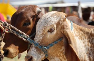 Escudo fitosanitario: México intensifica lucha contra el gusano barrenador