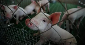 Hito científico en Brasil: El primer cerdo clonado de Latinoamérica abre ruta a trasplantes humanos